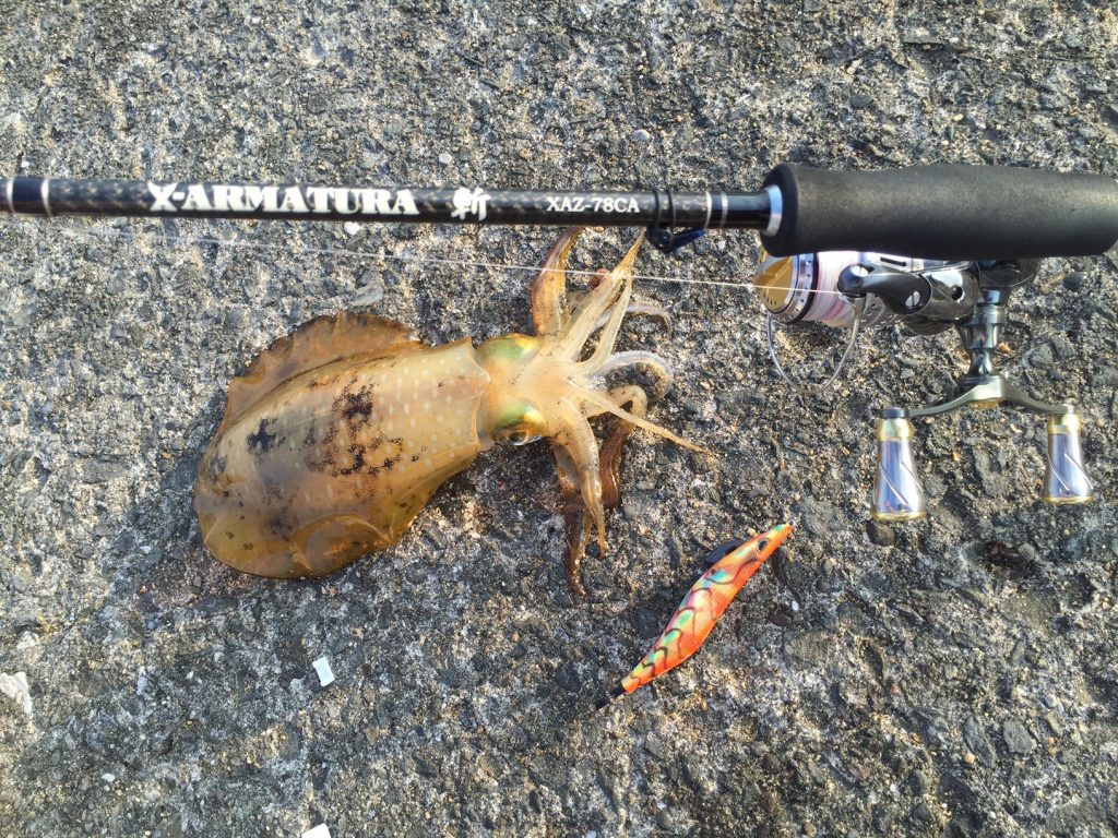 夏イカ　朝練